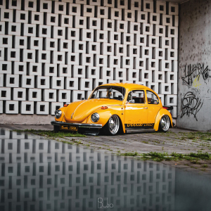 beetle 10.jpg